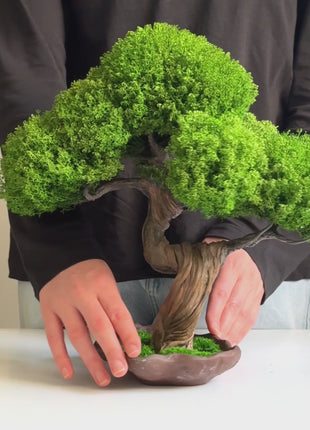 Emerald Canopy preserved bonsai tree 35×35 cm with lush green moss crown and sculpted trunk in decorative base