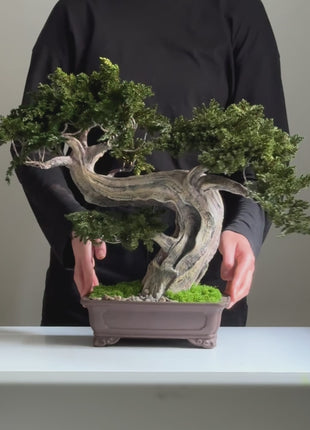 juniper bonsai silence in the storm front view