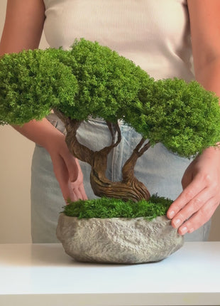 Video of a stabilized moss bonsai tree called the Harmony Tree