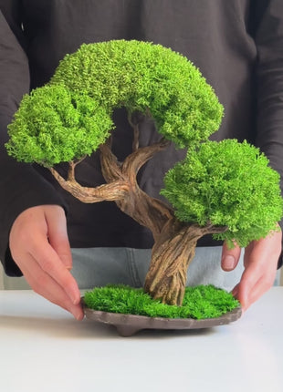emerald harmony bonsai side 