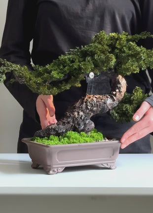 Preserved Moss Bonsai
