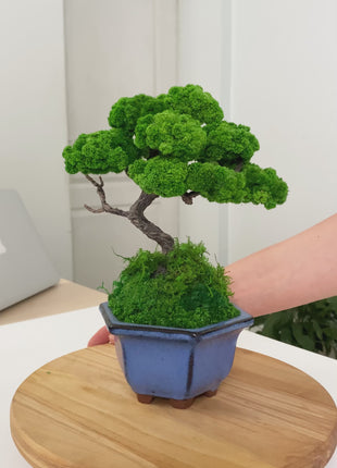 Preserved moss bonsai tree on the rock with stabilized plants