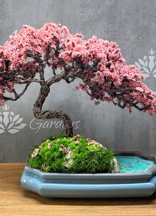 Bonsai tree with pink blossoms in a pot on a wooden surface with a gray background