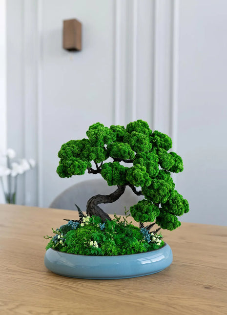 Stabilized bonsai “Path of Calm” 33x30 cm in glossy blue ceramic base with sculpted curved trunk and lush moss crown