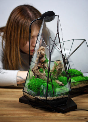 Crystal terrarium with lamp and preserved moss